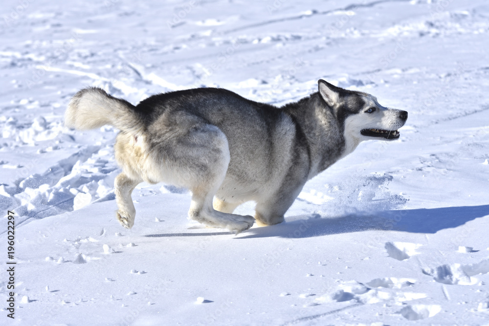 Fototapeta premium dogs of the Siberian Husky breed like to run through the snow