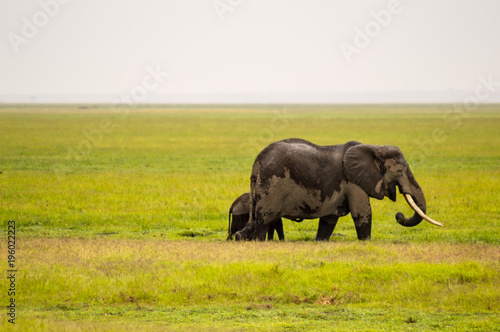 Elephant half immersed in the marshes of Amboseli Park in Kenya