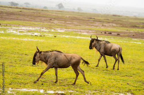 Wildebeest herds grazing in the savannah of Amboseliau Kenya