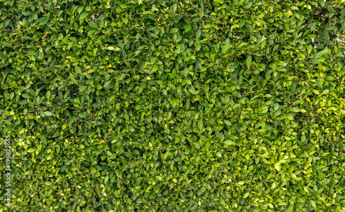 Textured green vertical garden background