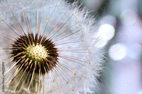 dandelion flower with seeds ball close up with bokeh 