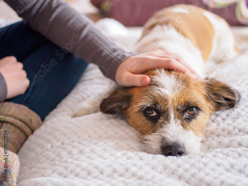 Eine junge Frau streichelt einem Hund über dem Kopf. Weiße Decke, Lifestyle, Hygge, Freundschaft, Blick in die Kamera. photo