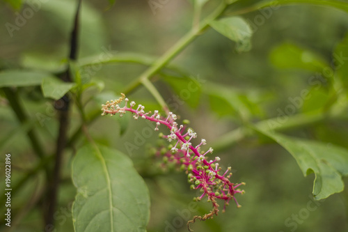 Exotic Herb. São Gabriel da Cachoeira, Amazon / Brazil 