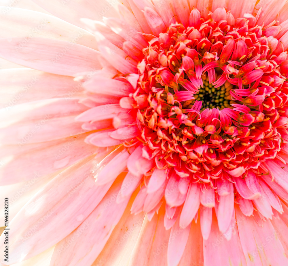 Flower bud of gerbera - close-up of macro Flower bud of gerbera - close-up of macro