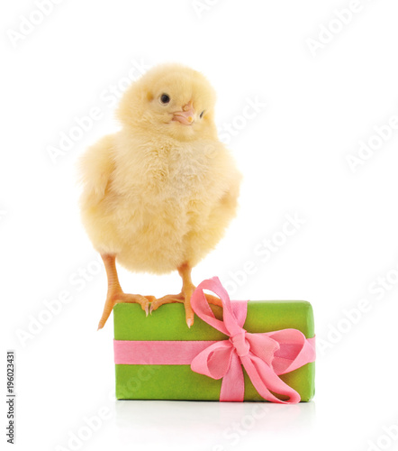 Wallpaper Mural One little chicken with a gift. Torontodigital.ca