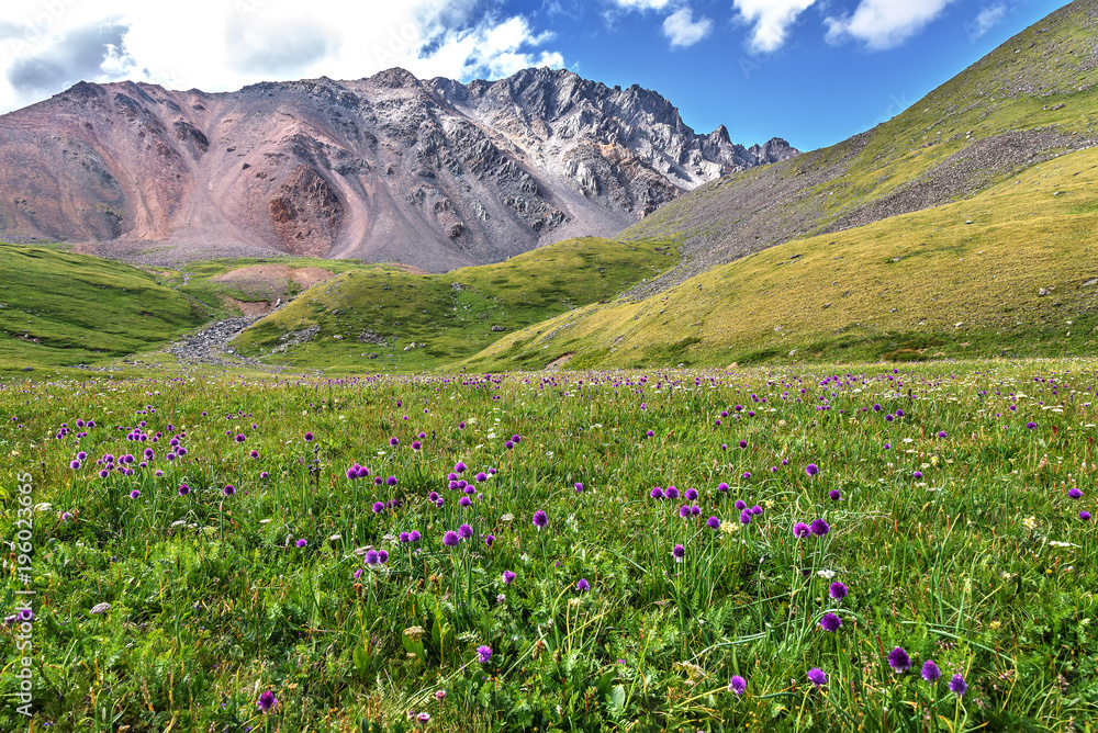 wild flowers mountains meadow alpine hills