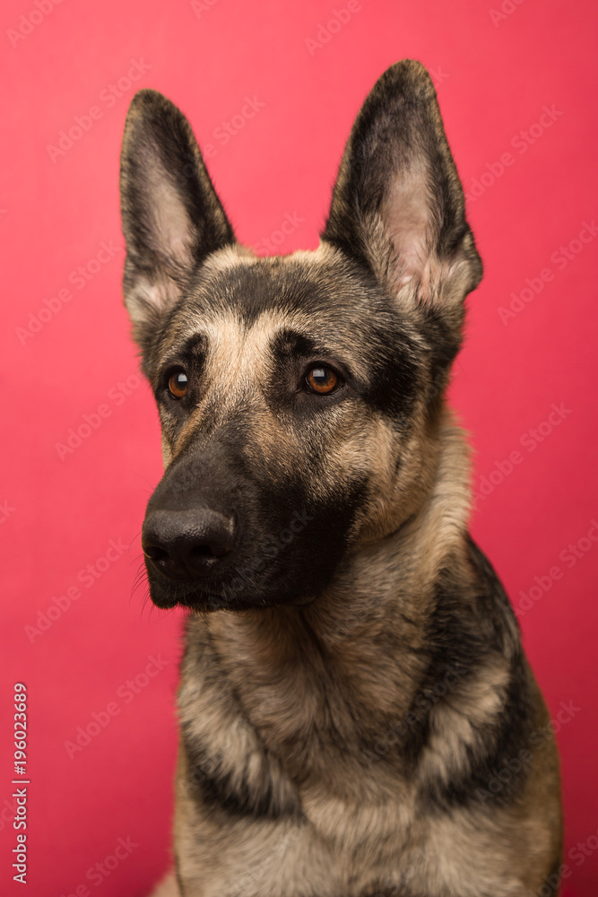 portrait of young Eastern European shepherd dog on pink background. dog with a smart look.