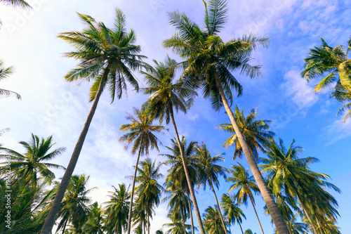 Palm trees  with blue sky at tropical beach coast summer holiday concept background