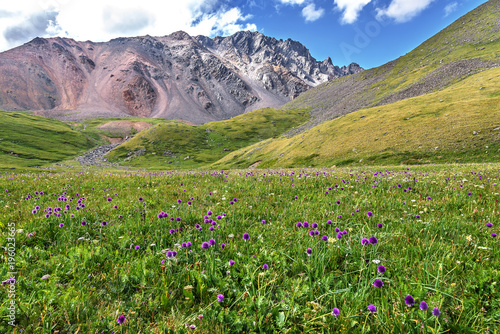 wild flowers mountains meadow alpine hills