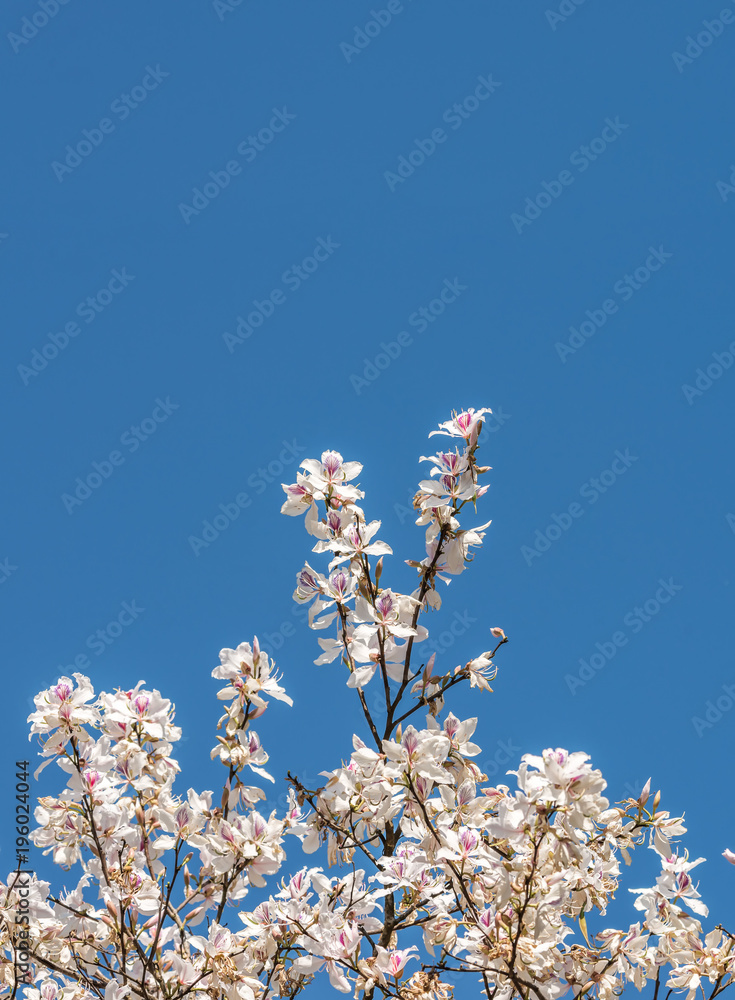 White flower, Bauhinia variegata,Orchid tree, Camel's Foot Tree,Bauhinia variegata is a species of plant family Fabaceae.