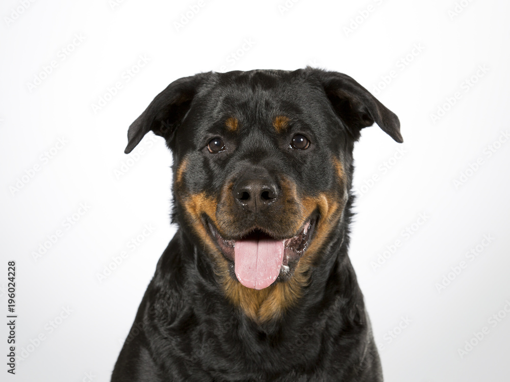 Rottweiler portrait. Image taken in a studio. Rottweiler portrait. Image taken in a studio.