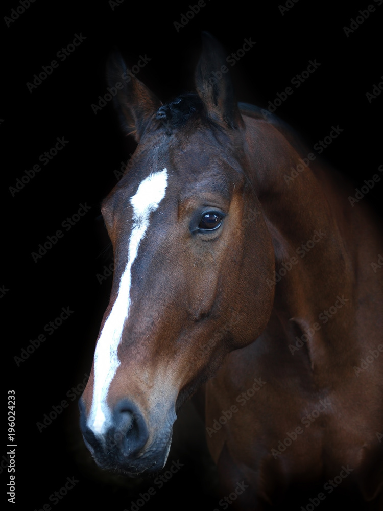 Fototapeta premium Bay Horse Head Shot