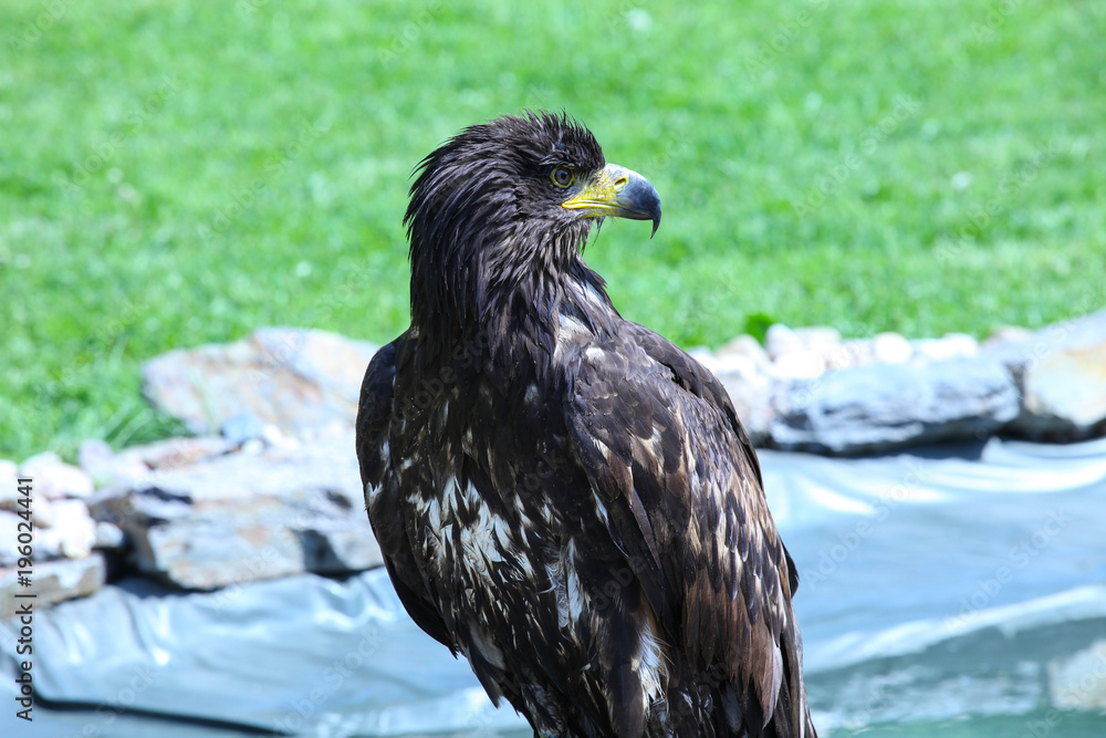 Fototapeta premium Eagle on the green background