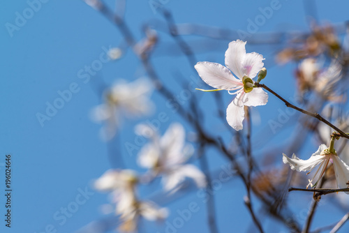 White flower, Bauhinia variegata,Orchid tree, Camel's Foot Tree,Bauhinia variegata is a species of plant family Fabaceae..