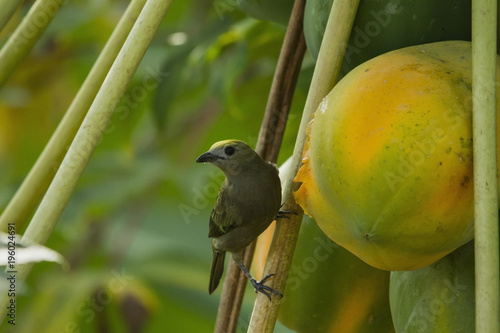 Green bird eating a ripe Papaya fruit, soft focus green background. São Gabriel da Cachoeira. Amazon / Brazil photo