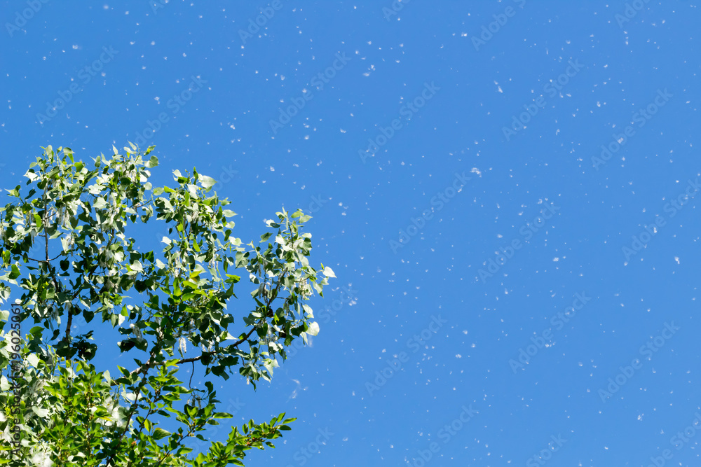 Bright blue summer sky with a cottonwood tree releasing its seeds. Concepts of summer, spring, happiness Bright blue summer sky with a cottonwood tree releasing its seeds. Concepts of summer, spring, happiness