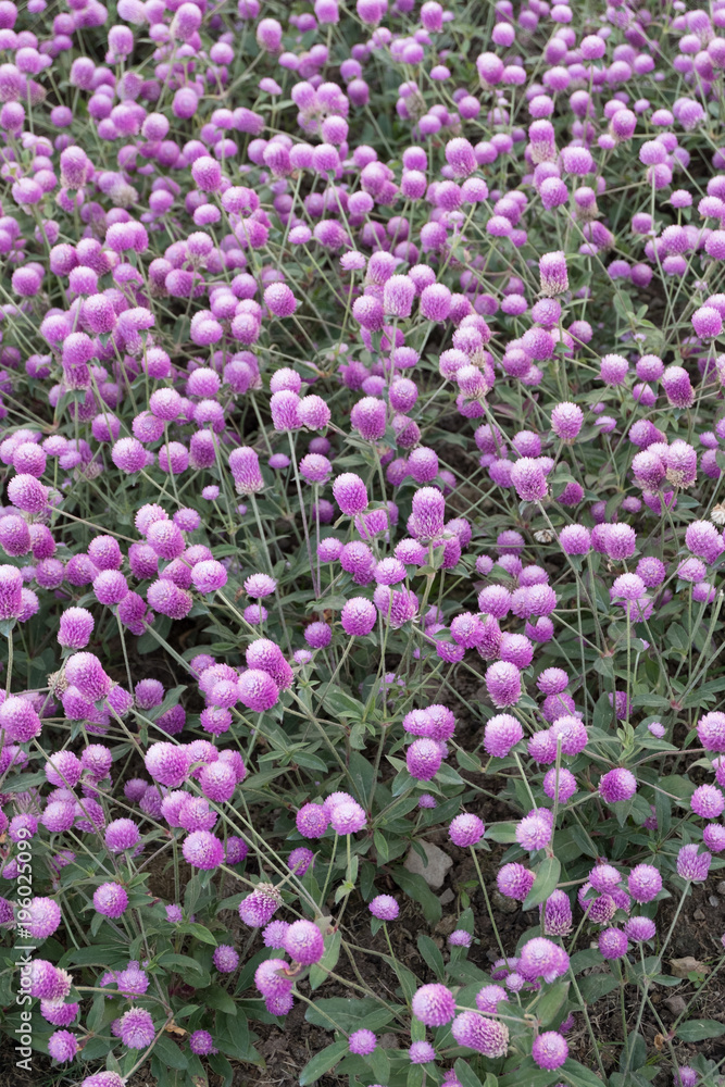 Naklejka premium Globe Amaranth or Bachelor Button garden
