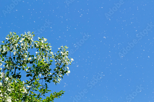 Bright blue summer sky with a cottonwood tree releasing its seeds. Concepts of summer, spring, happiness photo