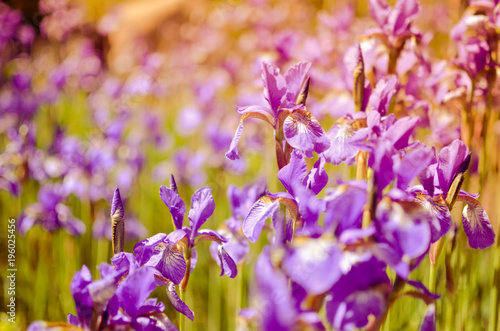 Fototapeta Naklejka Na Ścianę i Meble -  Violet blue flowers of wild iris, covered with drops of summer rain, on a green background