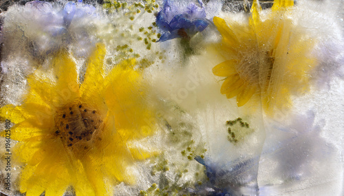 Fototapeta Naklejka Na Ścianę i Meble -  sunflower in ice