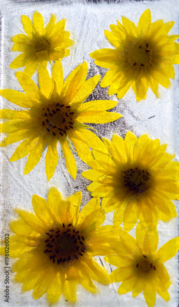 Fototapeta premium Frozen fresh beautiful flower of sunflowerand air bubbles in the ice cube