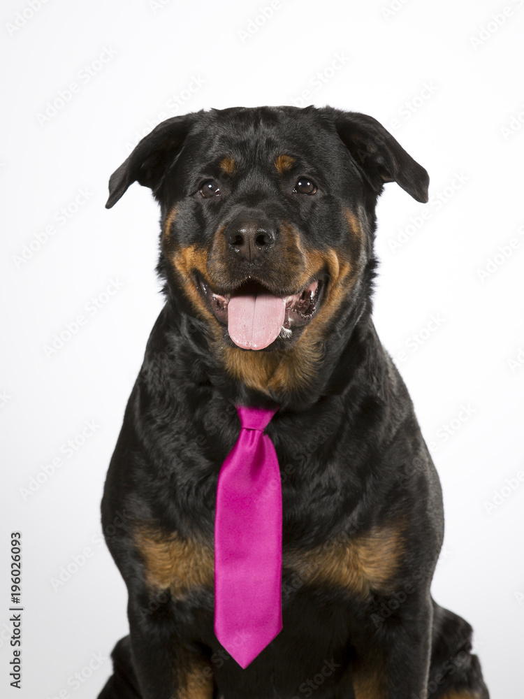 Rottweiler portrait in a studio. Funny business dog. The dog is wearing purple tie.