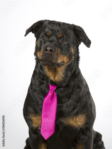 Rottweiler portrait in a studio. The dog is funny wearing purple tie.