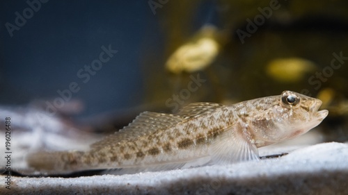 tubenose goby (Proterorhinus semilunaris) juvenile freshwater fish, caught in Southern Bug river, in biotope aquarium