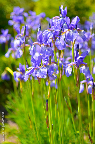 Violet blue flowers of wild iris  covered with drops of summer rain  on a green background