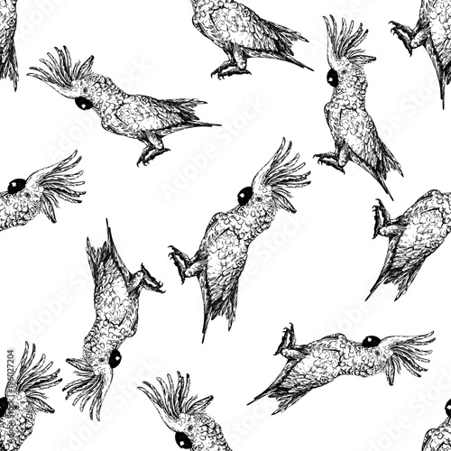 Seamless pattern of hand drawn sketch style cockatoo parrot. Vector illustration isolated on white background.