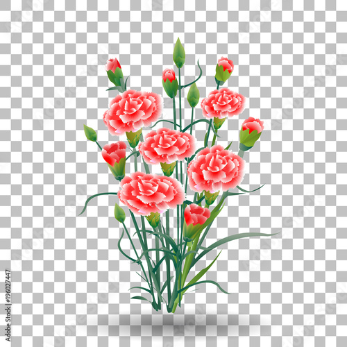red carnation schabaud flower, green stem, leaves on transparent background, collection for Mother s Day, victory day, digital draw, vintage illustration, watercolor style, vector