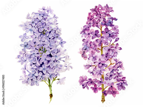 Fototapeta Watercolor painted lilac flower branches set