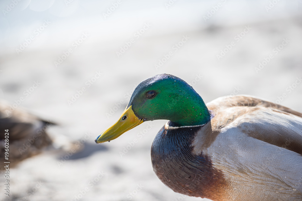 Obraz premium Duck portrait