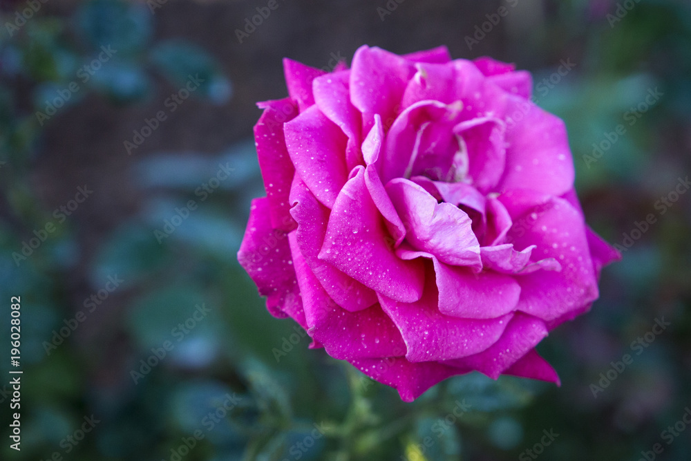 bright pink rose flower with dew on the petals on the green background bright pink rose flower with dew on the petals on the green background