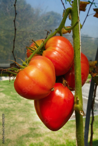 Beef heart (beefsteak) tomatoo ripening on a branch photo