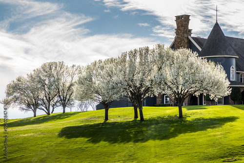 Full blooming Bradford pears 4 photo