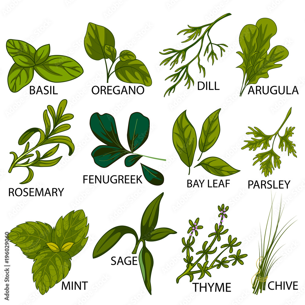 Different variety of fresh Herbs used in cooking