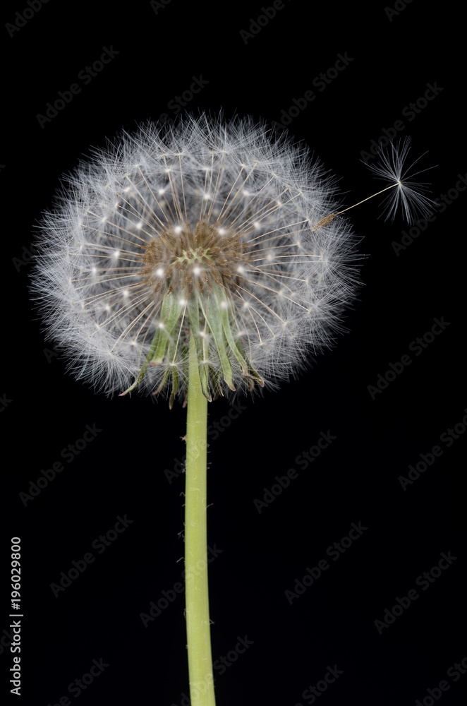 Fototapeta premium Old dandelion flower