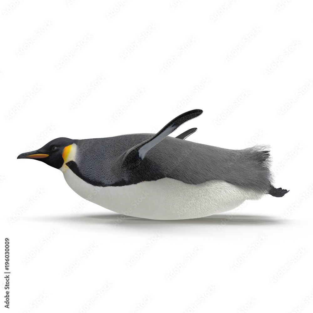 Emperor penguin sliding. isolated on white. Side view. 3D illustration