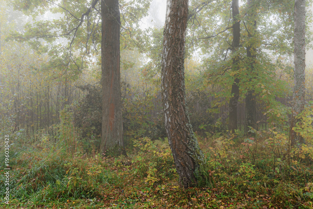 Fototapeta premium Misty morning in the woods in the fall. Morning, autumn. Birch grove near the city. 
