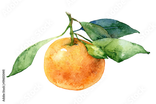 Single mandarin with leaves