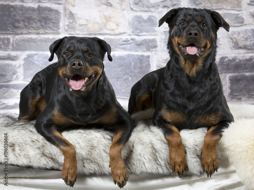 Two rottweilers in a studio.