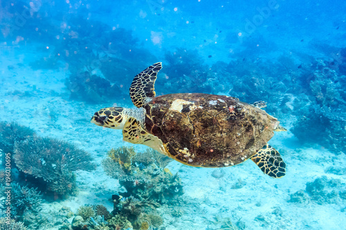 Hawksbill sea turtle. Red sea. Egypt.