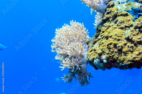 Fototapeta Naklejka Na Ścianę i Meble -  White coral on a reef of the red sea.