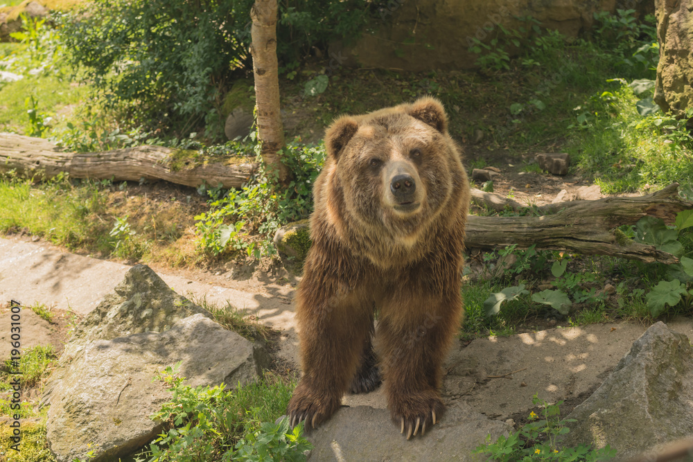 Fototapeta premium Grizzly bear