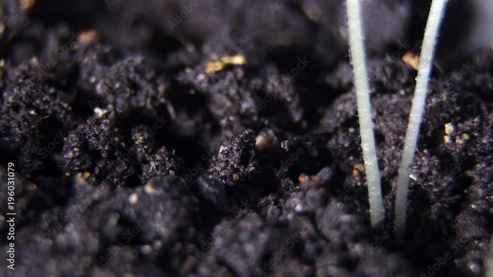 Macro Shots of Plant sprouts on black ground background. Macro Shots of Plant sprouts on black ground background.