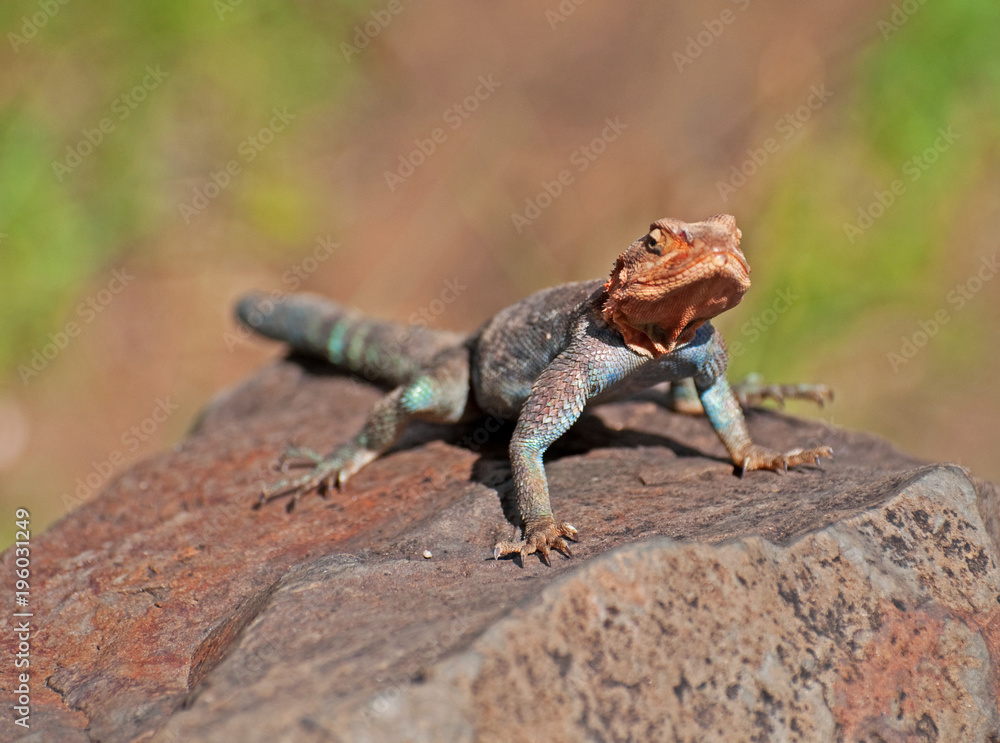 African Rainbow Lizard from the Masai Mara in Kenya, Africa. African Rainbow Lizard from the Masai Mara in Kenya, Africa.