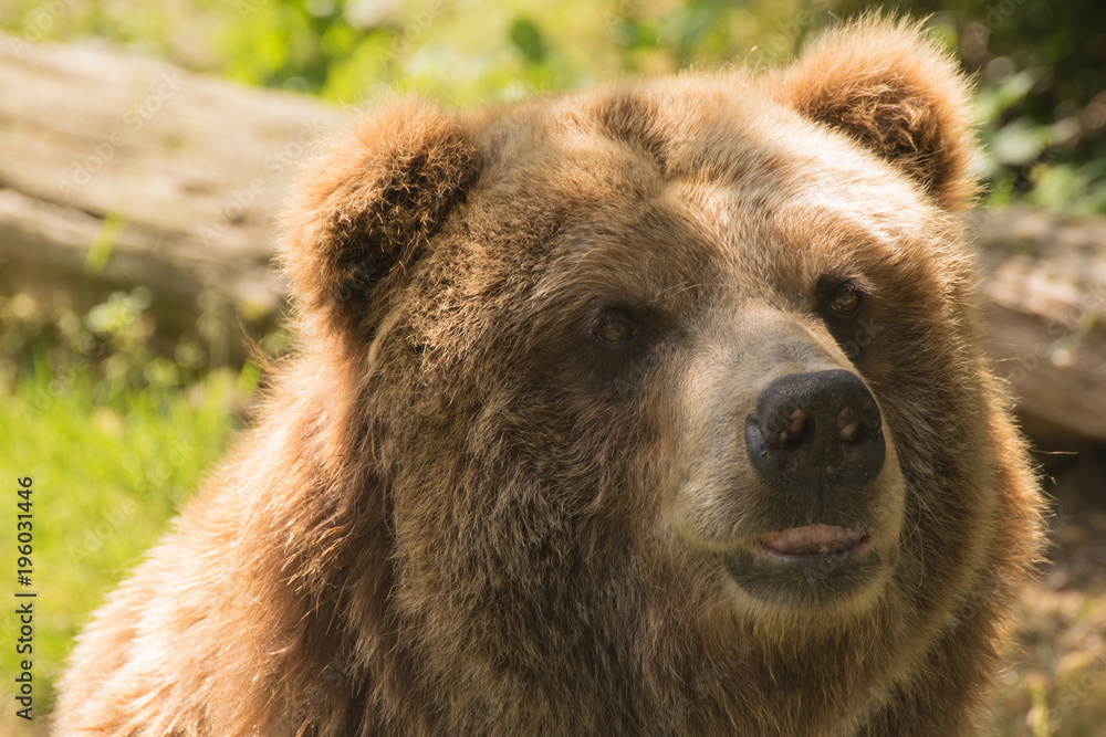 Obraz premium Grizzly bear