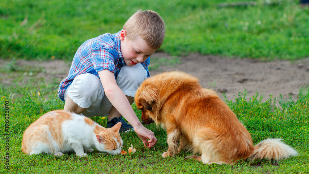 boy in a plaid shirt feeding the cat and dog in the yard