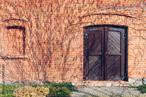 An old brick wall and wooden closed door surrounded by leafless vines
